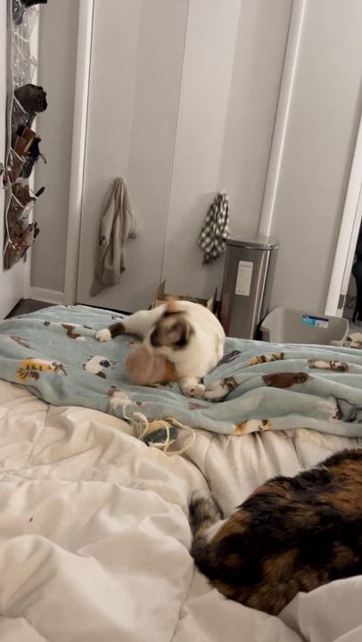 Enlarge Mouse, a ADOPTABLE Domestic Short Hair in Nashville, TN video 4/6