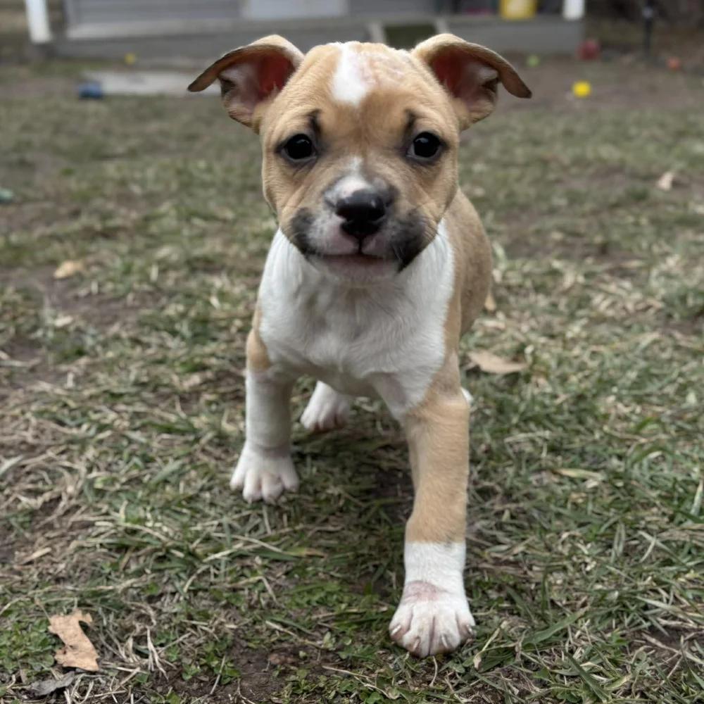 Max Mayfield — thumbnail 4