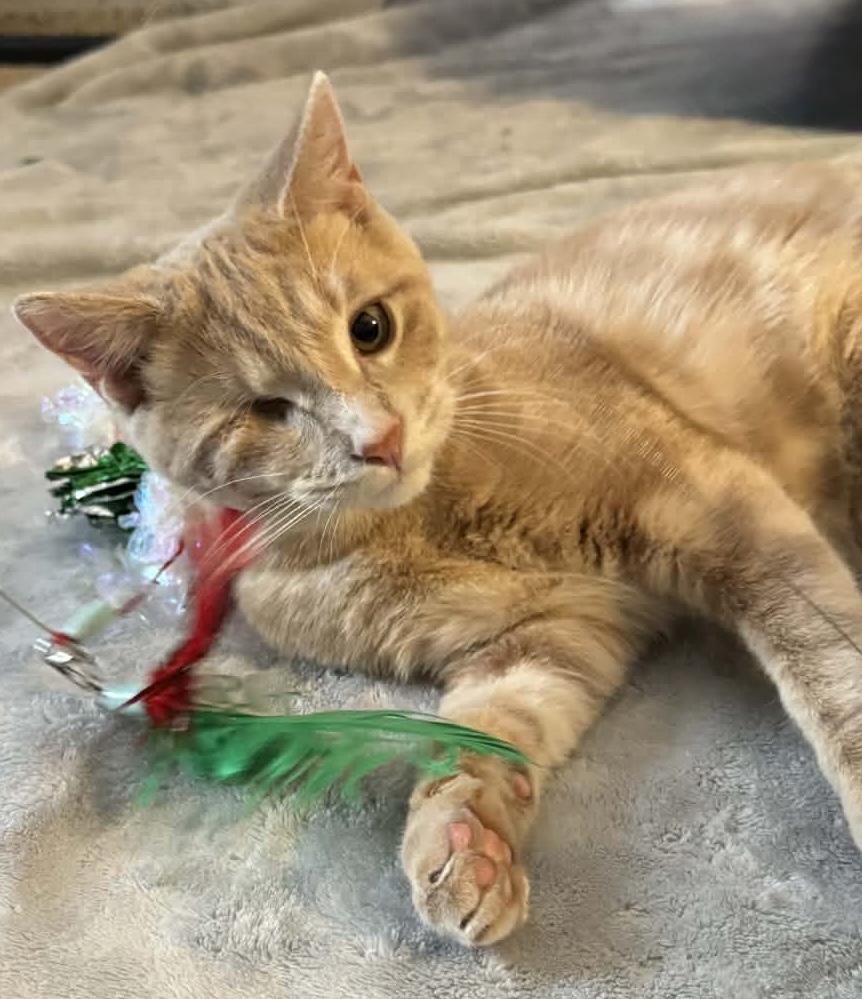 Enlarge Pancake , a ADOPTABLE Tabby in Midland, MI image 2/5