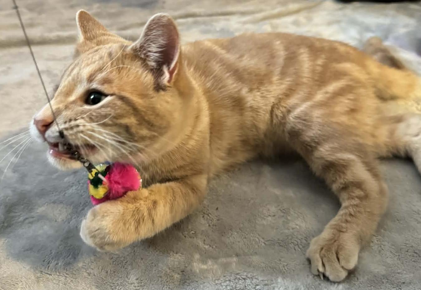 Enlarge Pancake , a ADOPTABLE Tabby in Midland, MI image 5/5