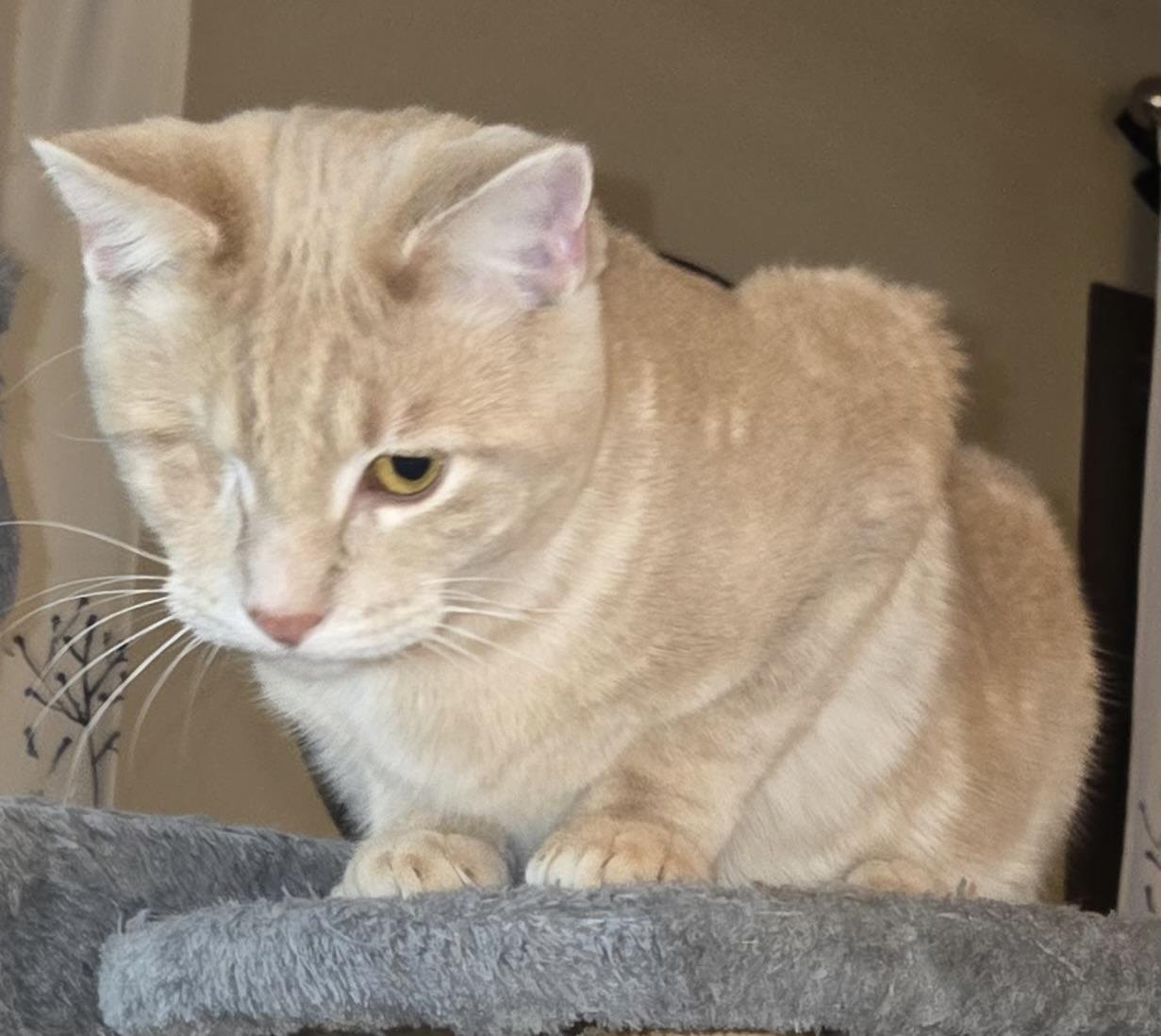 Enlarge Pancake , a ADOPTABLE Tabby in Midland, MI image 5/5