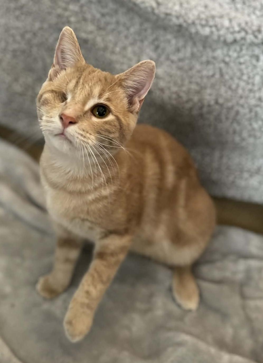 Pancake , ADOPTABLE, Young Male Tabby.