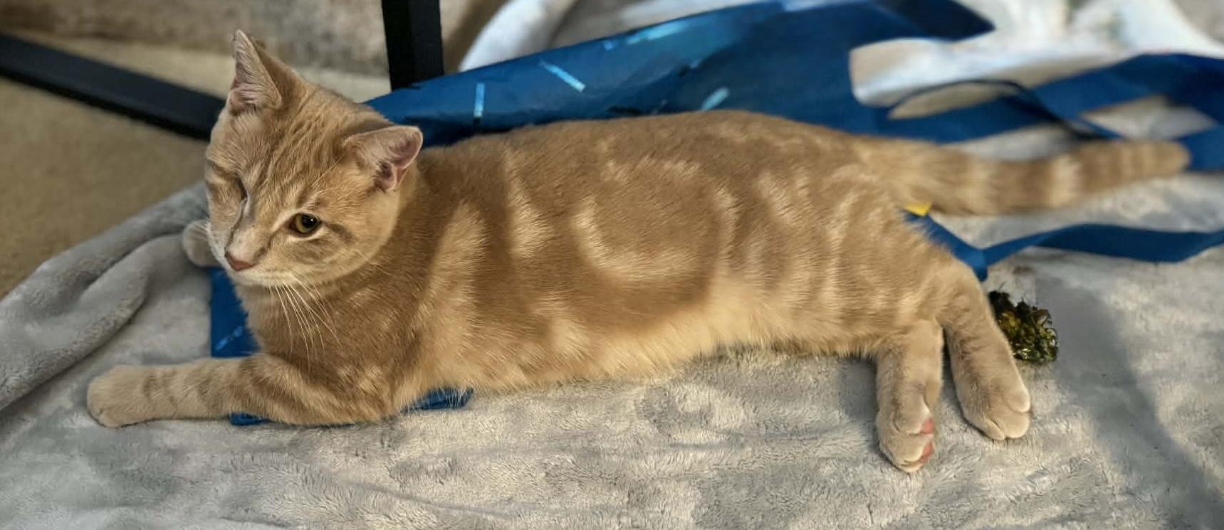 Enlarge Pancake , a ADOPTABLE Tabby in Midland, MI image 4/5