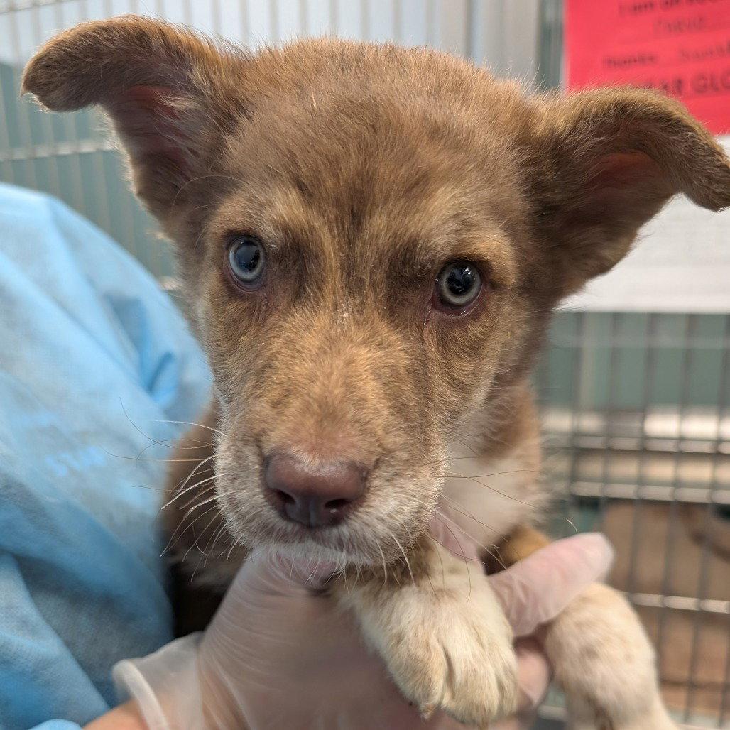 Enlarge Wrangler, a Adopted Mixed Breed in New Castle, DE image 2/2