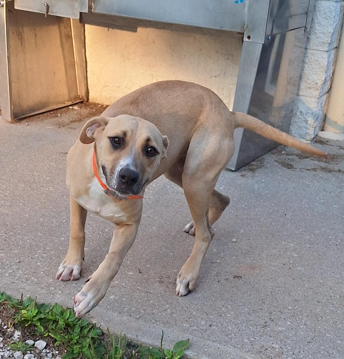 Enlarge Sunshine, a Adopted Mixed Breed in Stanton, KY image 2/6