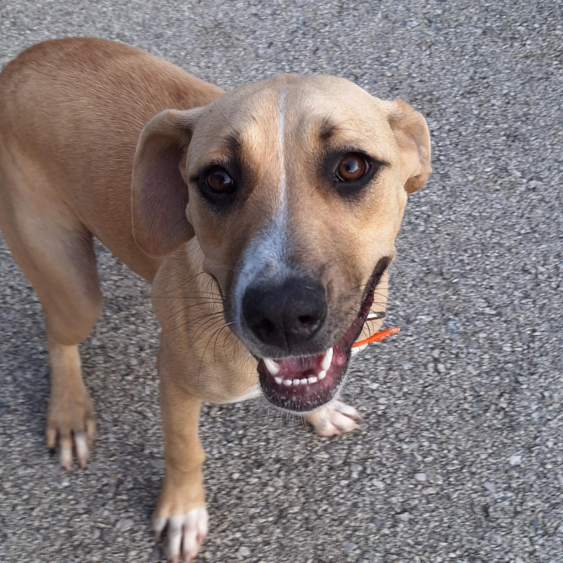 Sunshine, Adopted, Young Female Mixed Breed.