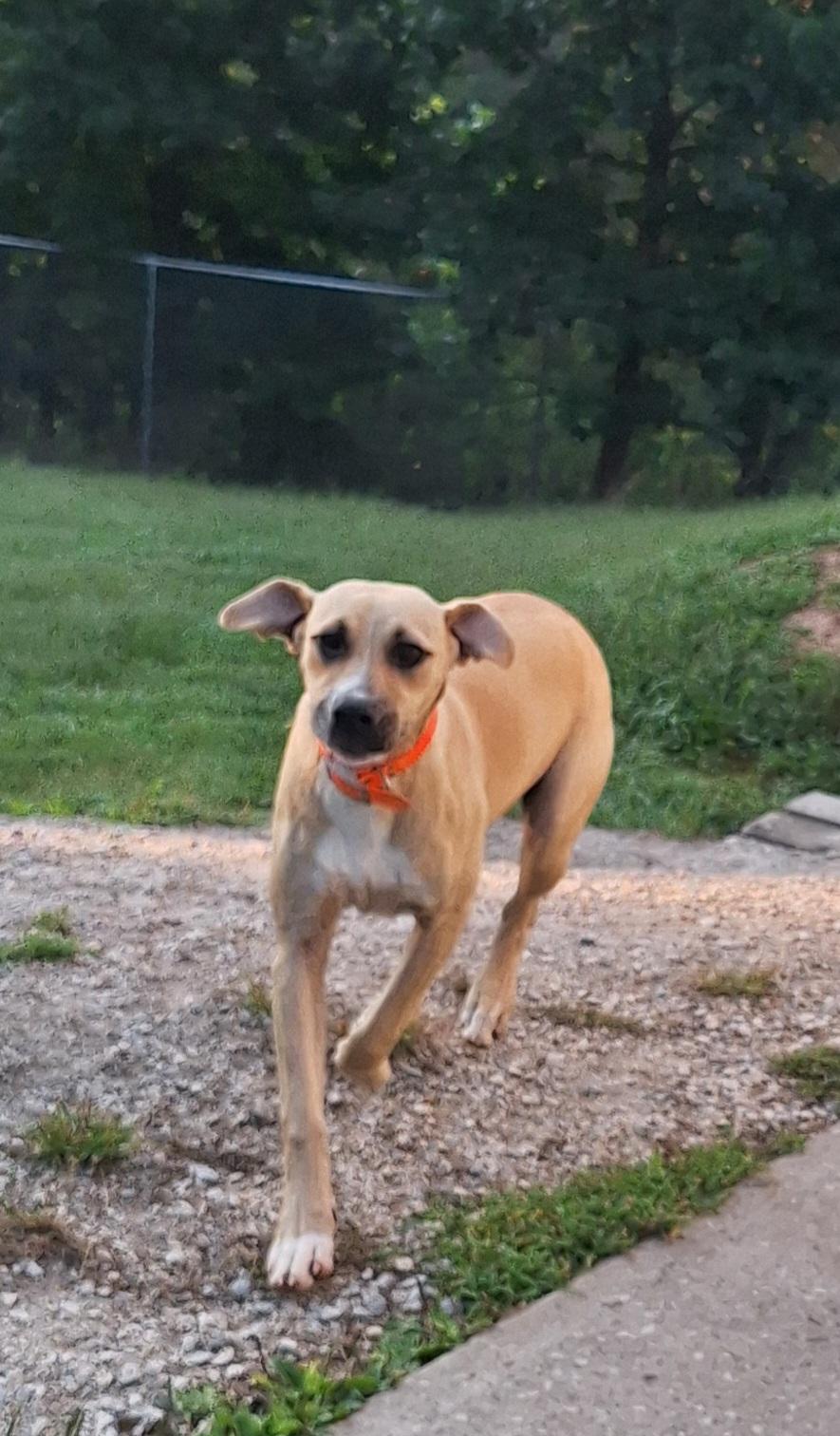 Enlarge Sunshine, a Adopted Mixed Breed in Stanton, KY image 4/6
