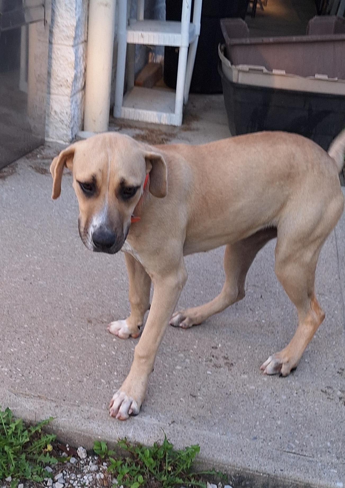 Enlarge Sunshine, a Adopted Mixed Breed in Stanton, KY image 3/6