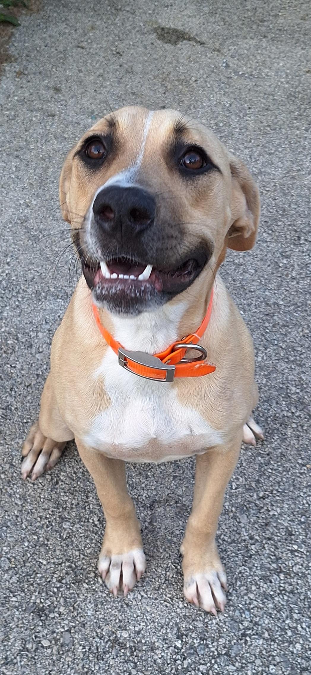 Enlarge Sunshine, a Adopted Mixed Breed in Stanton, KY image 5/6
