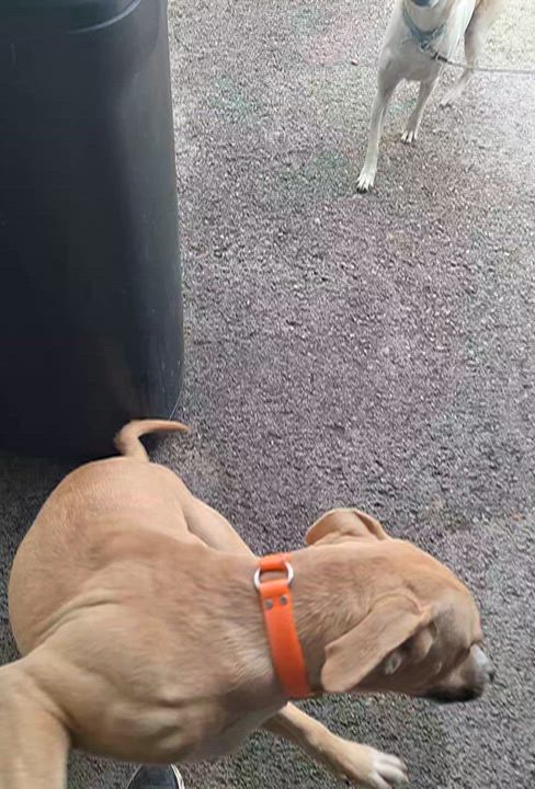 Enlarge Sunshine, a Adopted Mixed Breed in Stanton, KY video 6/6