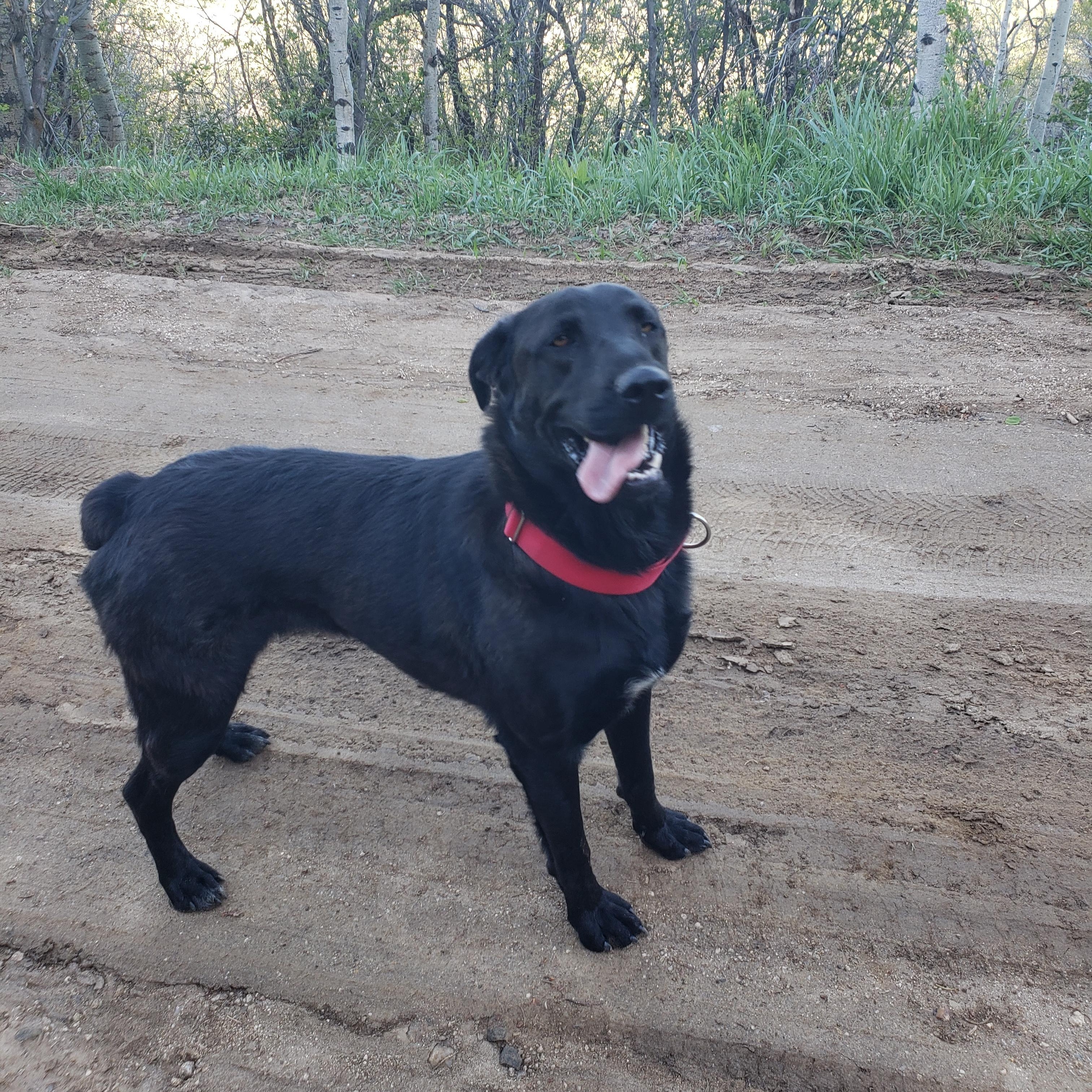 Reed, an adopted mixed breed in Denver, CO image 5/6