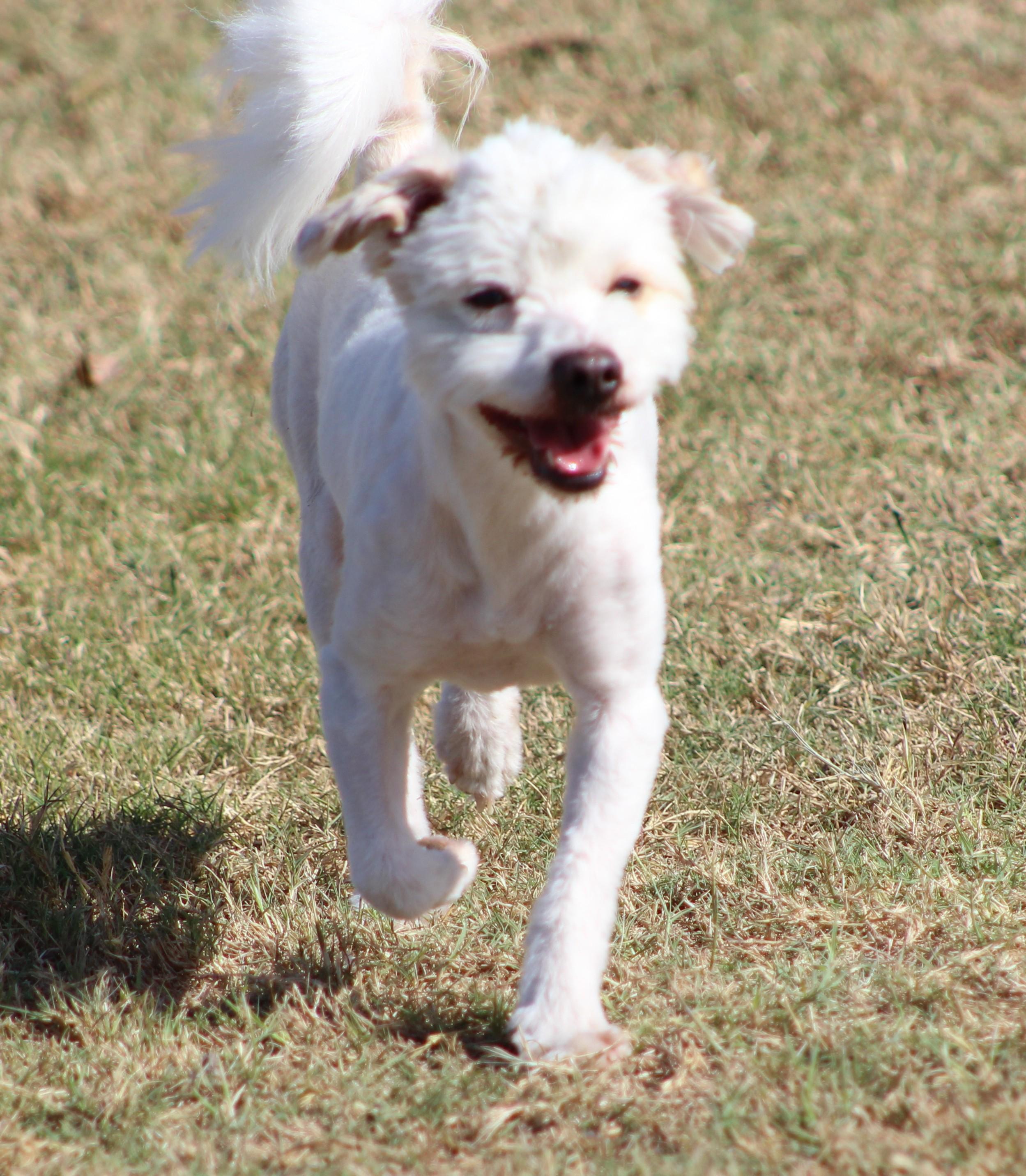 Mr. Poodle, Adoptable, Young Male Miniature Poodle.