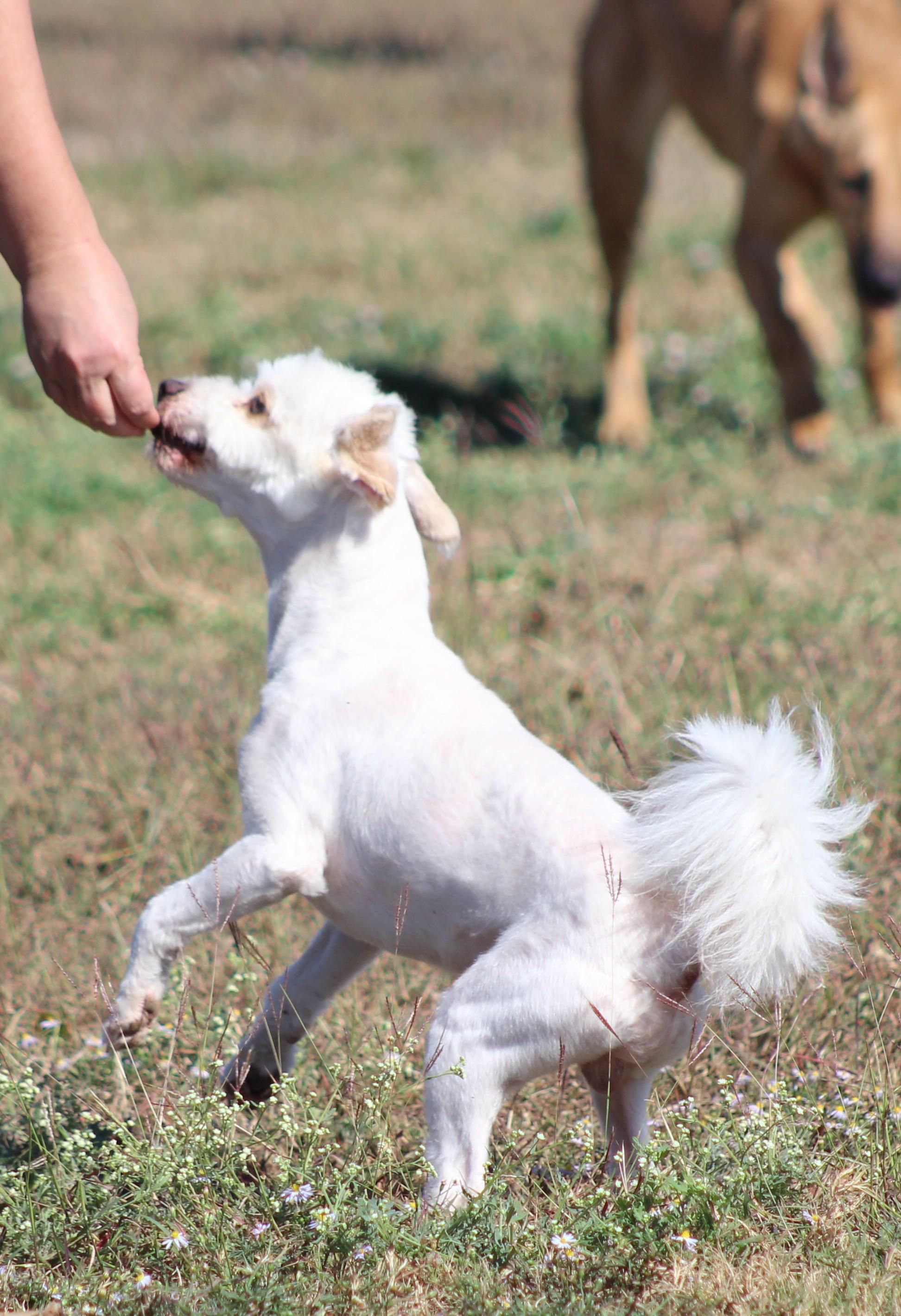 Enlarge Mr. Poodle, a Adoptable Miniature Poodle in Temple, TX image 6/6