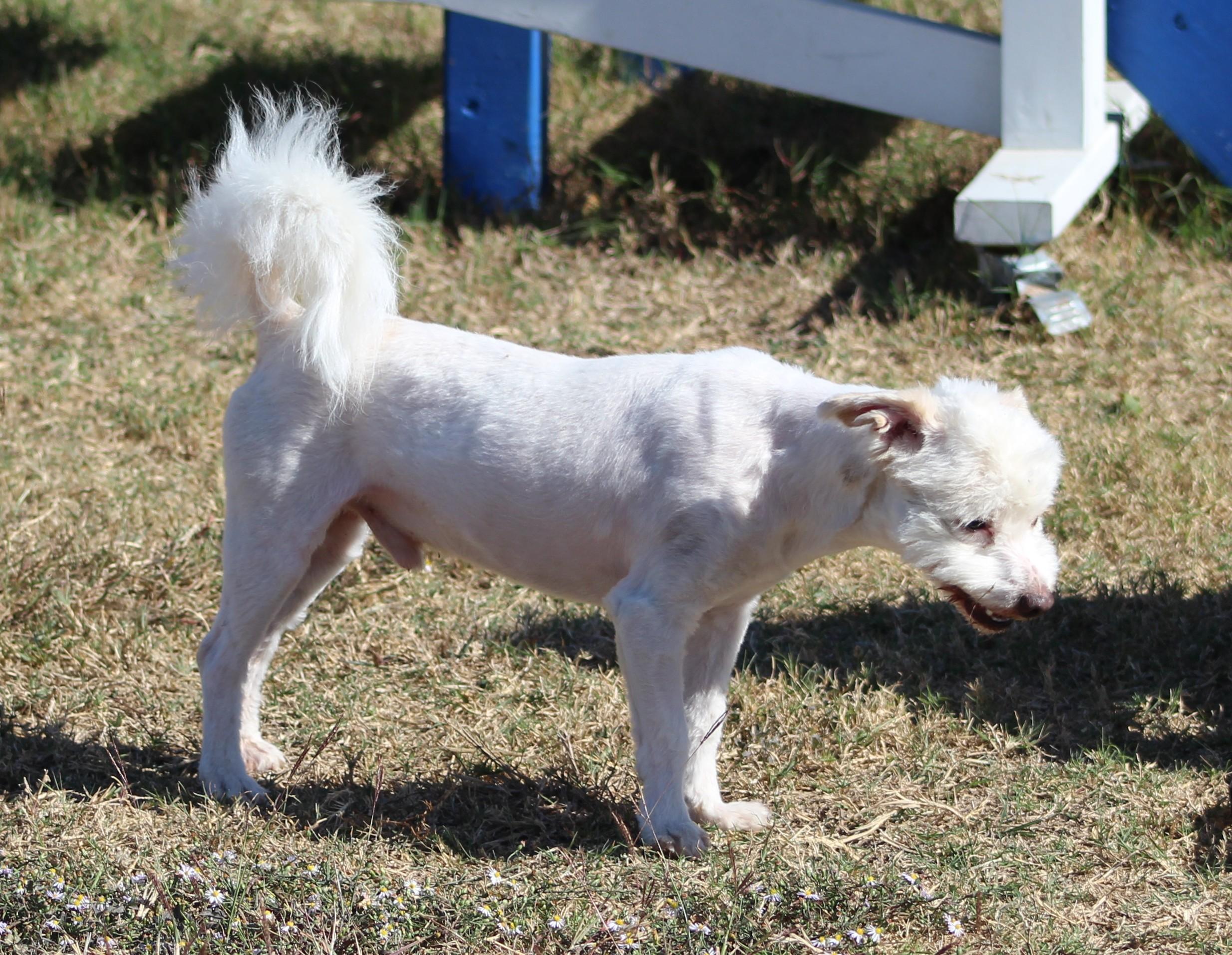 Enlarge Mr. Poodle, a Adoptable Miniature Poodle in Temple, TX image 4/6