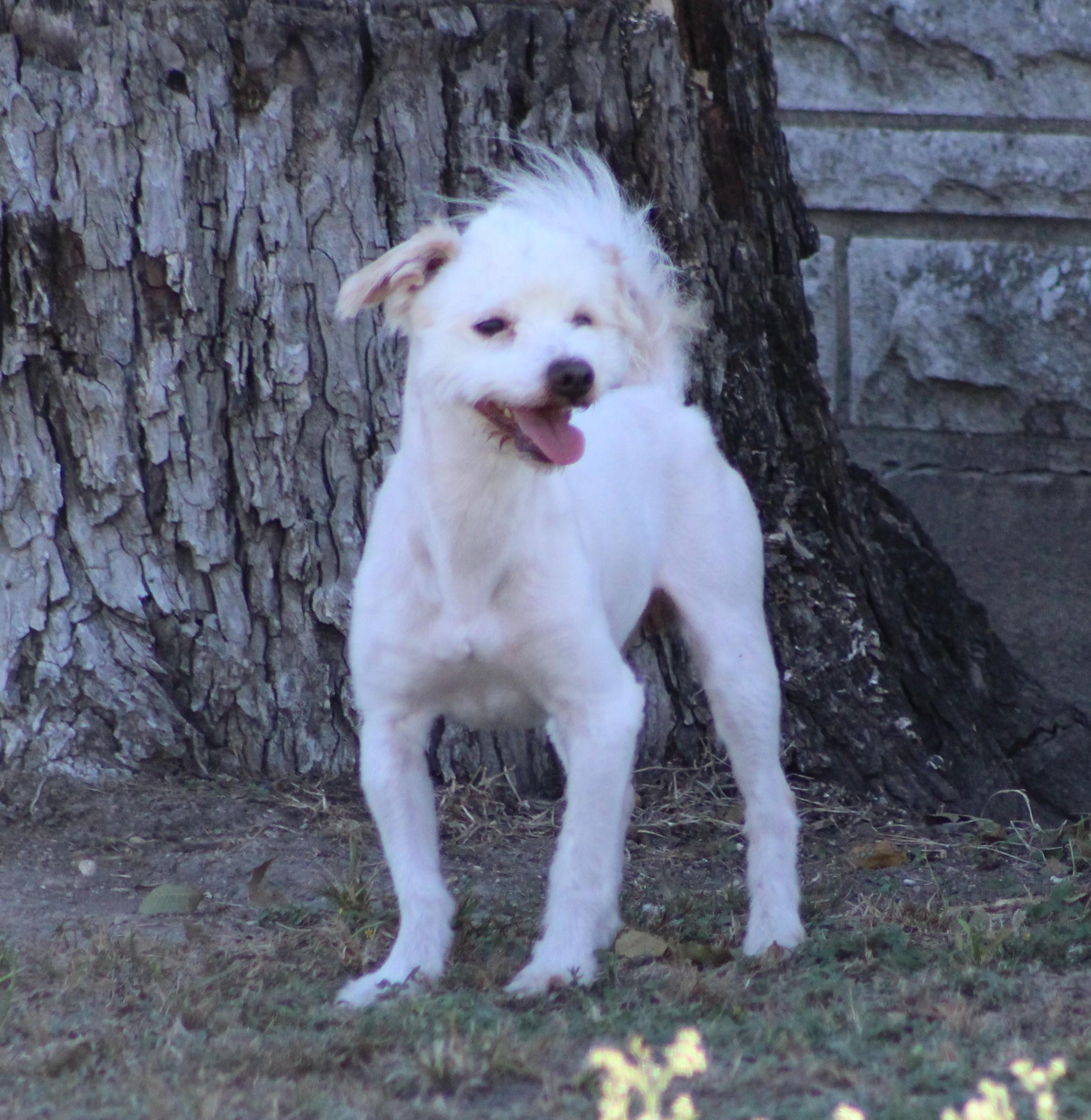 Enlarge Mr. Poodle, a Adoptable Miniature Poodle in Temple, TX image 5/6