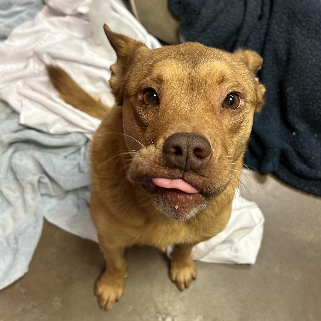 Hopper - Sweetest Guy You'll Ever Meet!, Adoptable, Adult Male Cattle Dog & Mixed Breed.