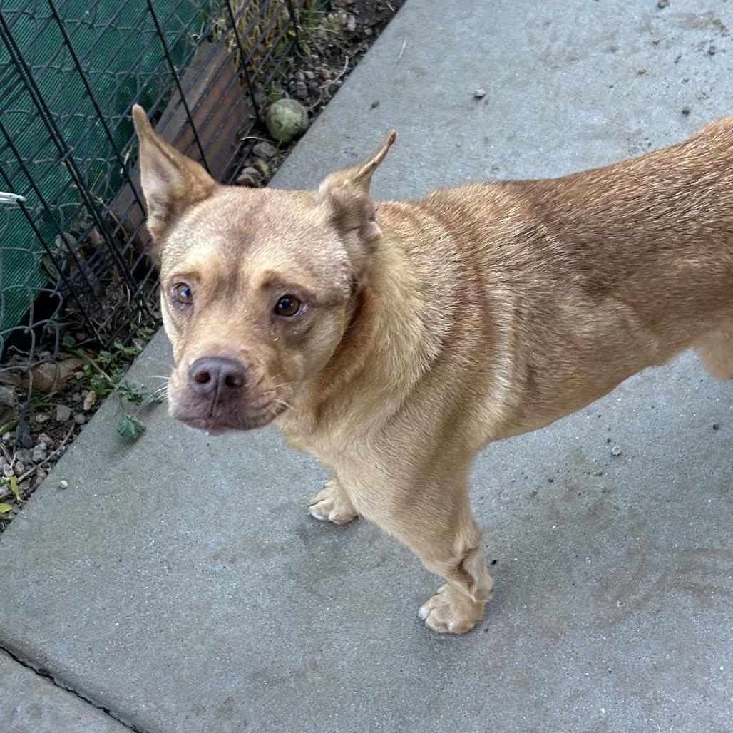 Hopper - Sweetest Guy You'll Ever Meet!, a Adoptable mixed breed in Flagstaff, AZ image 2/6