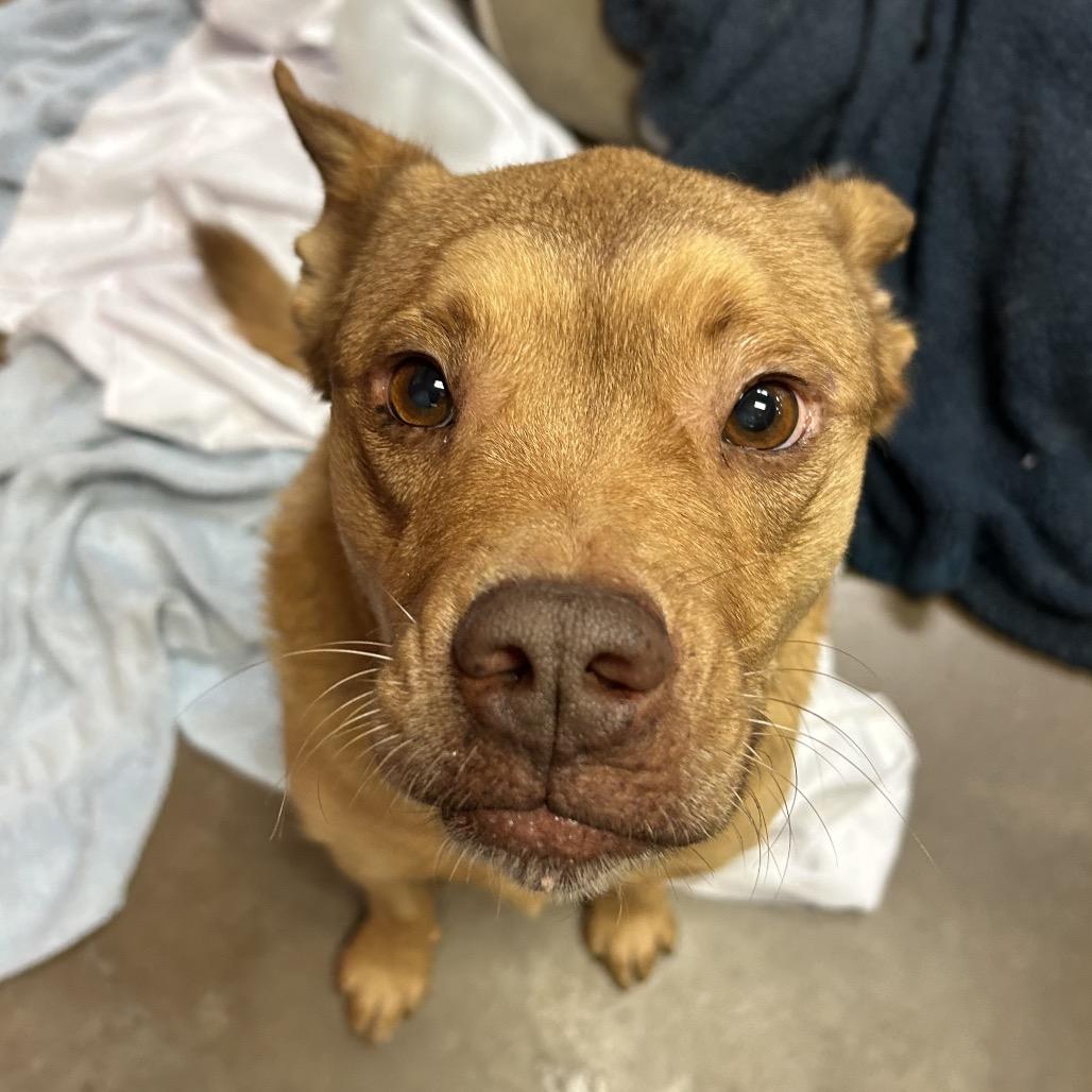 Hopper - Sweetest Guy You'll Ever Meet!, a Adoptable mixed breed in Flagstaff, AZ image 3/6