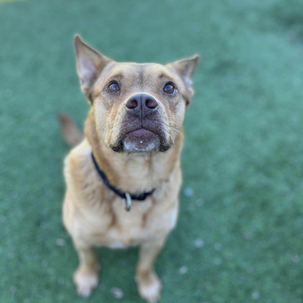 Hopper - Sweetest Guy You'll Ever Meet!, a Adoptable mixed breed in Flagstaff, AZ image 5/6