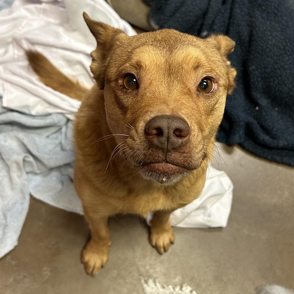 Hopper - Sweetest Guy You'll Ever Meet!, a Adoptable mixed breed in Flagstaff, AZ image 6/6