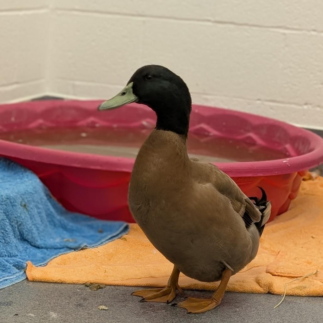 Enlarge Clyde, a Adoptable Duck in Pittsburgh, PA image 1/1