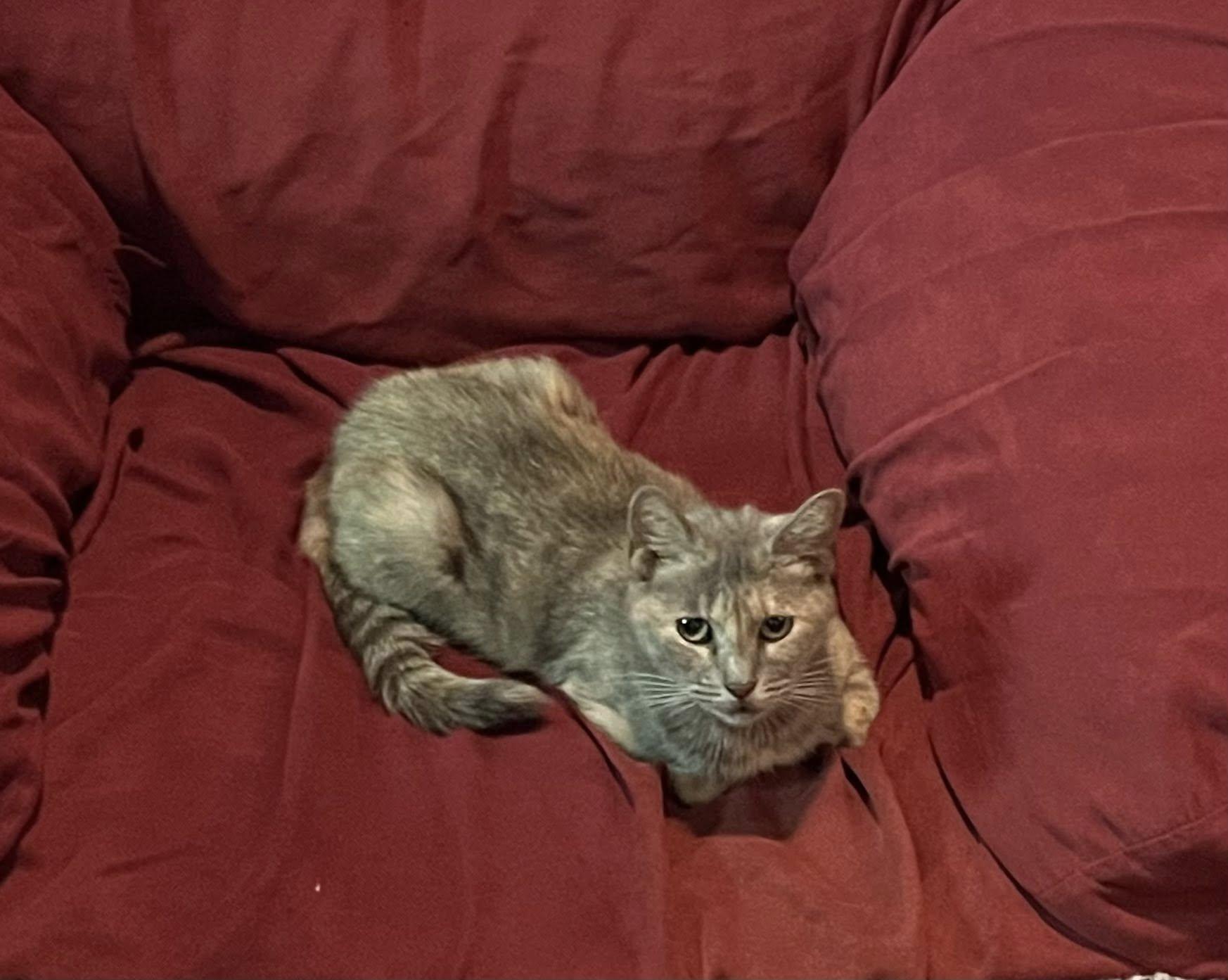 Enlarge Peaches, a Adoptable Tortoiseshell in Flint, TX image 3/3