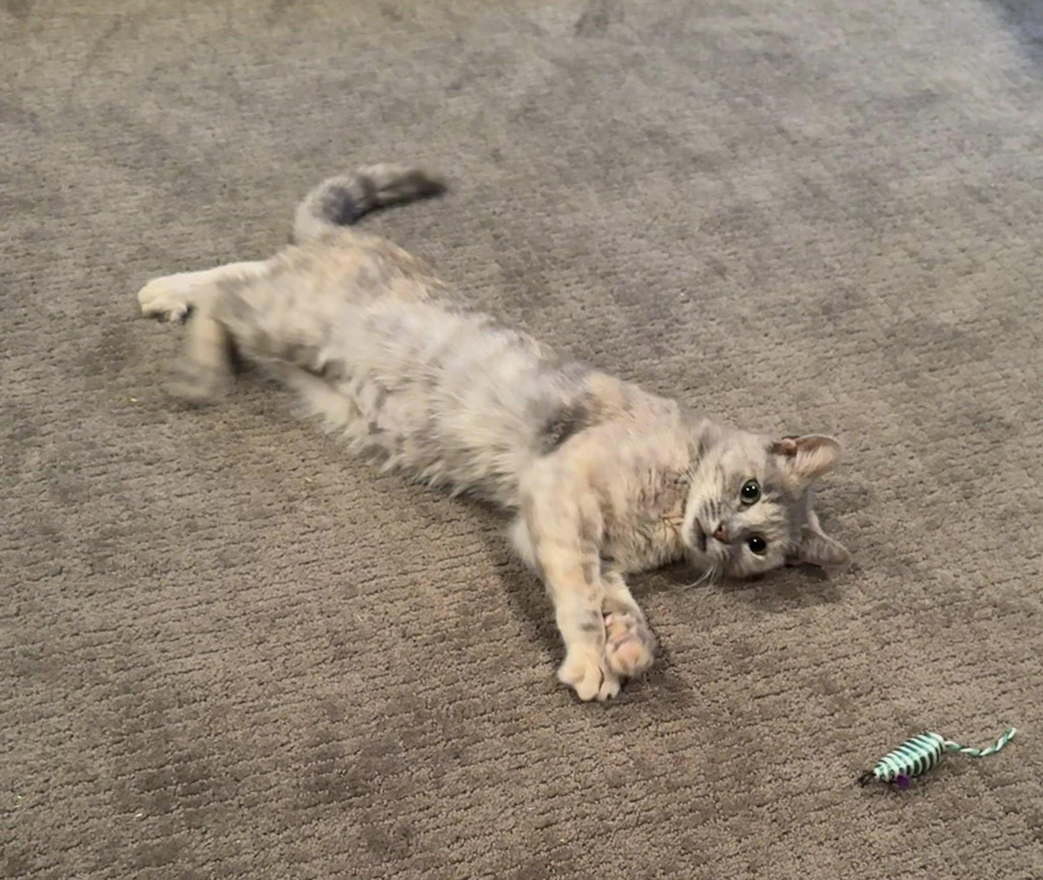 Enlarge Peaches, a Adoptable Tortoiseshell in Flint, TX image 2/3