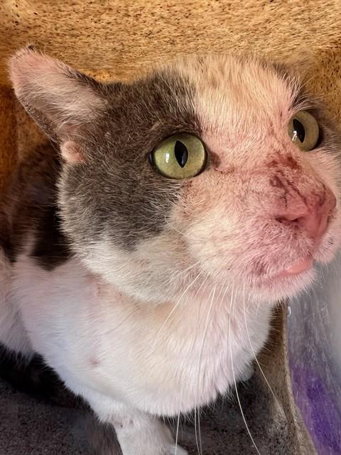 LOMELI, Adoptable, Adult Male Domestic Short Hair & Domestic Short Hair.