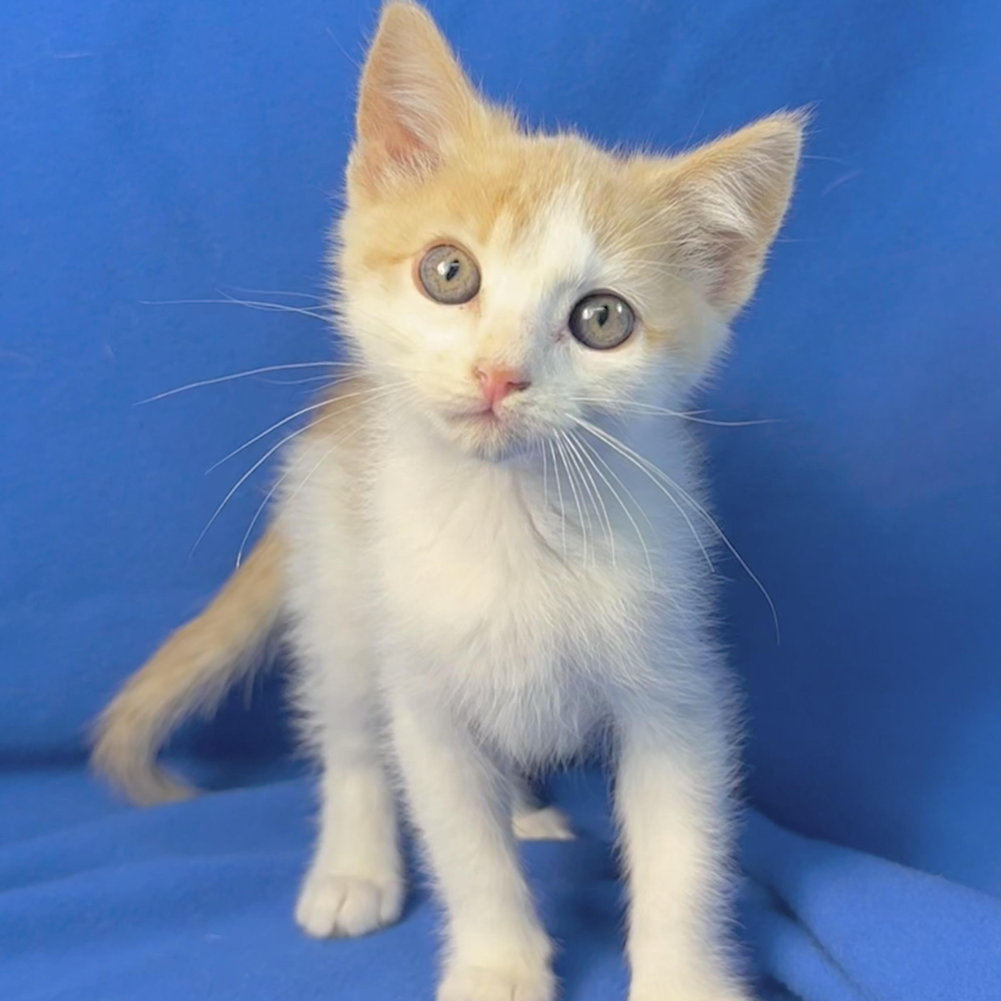 Enlarge Fudd, a ADOPTABLE Domestic Short Hair in Minneapolis, MN image 1/3