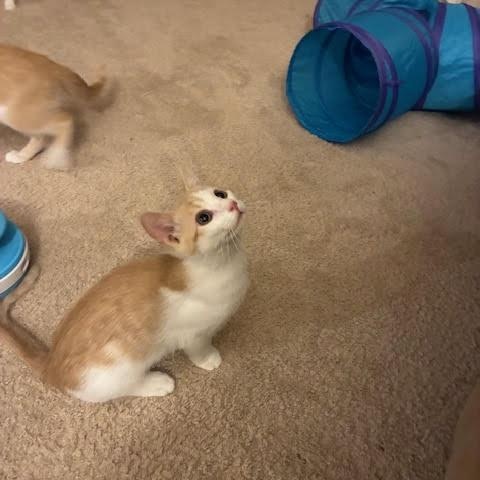 Enlarge Fudd, a ADOPTABLE Domestic Short Hair in Minneapolis, MN image 2/3