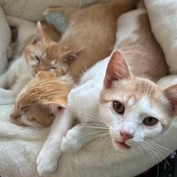 Enlarge Fudd, a ADOPTABLE Domestic Short Hair in Minneapolis, MN image 3/3