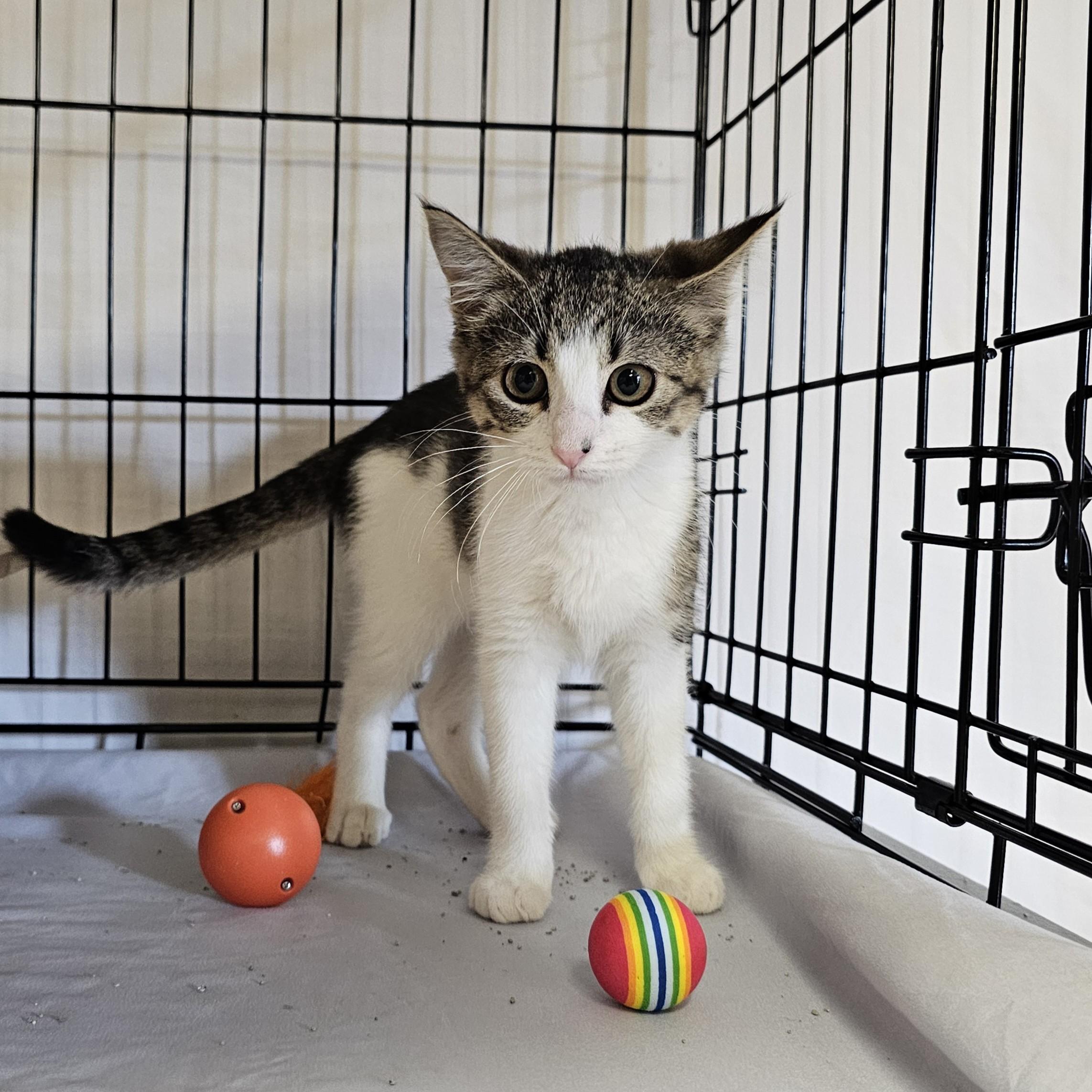 Enlarge Benji, a ADOPTABLE Domestic Short Hair in Searcy, AR image 2/2