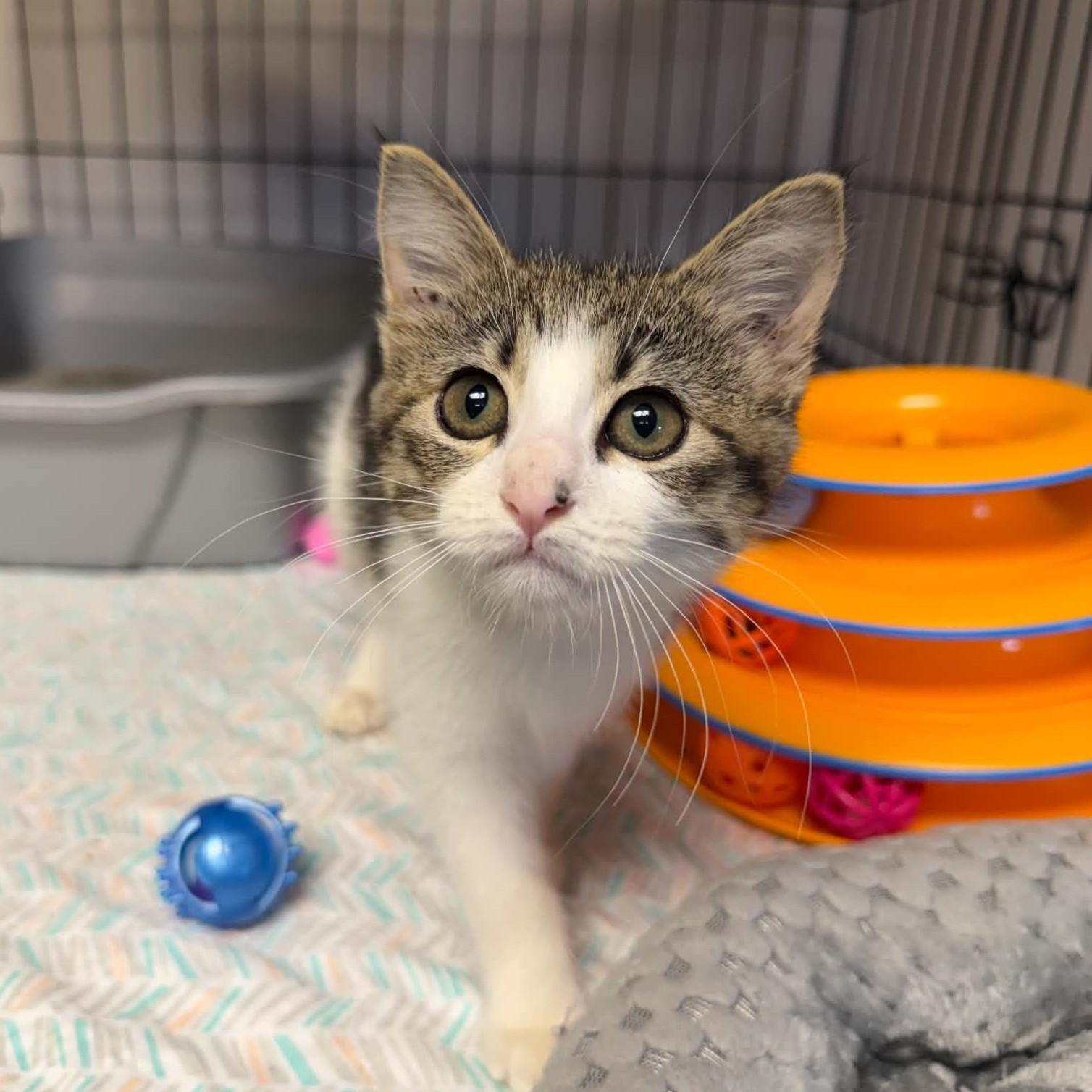 Enlarge Benji, a ADOPTABLE Domestic Short Hair in Searcy, AR image 1/2
