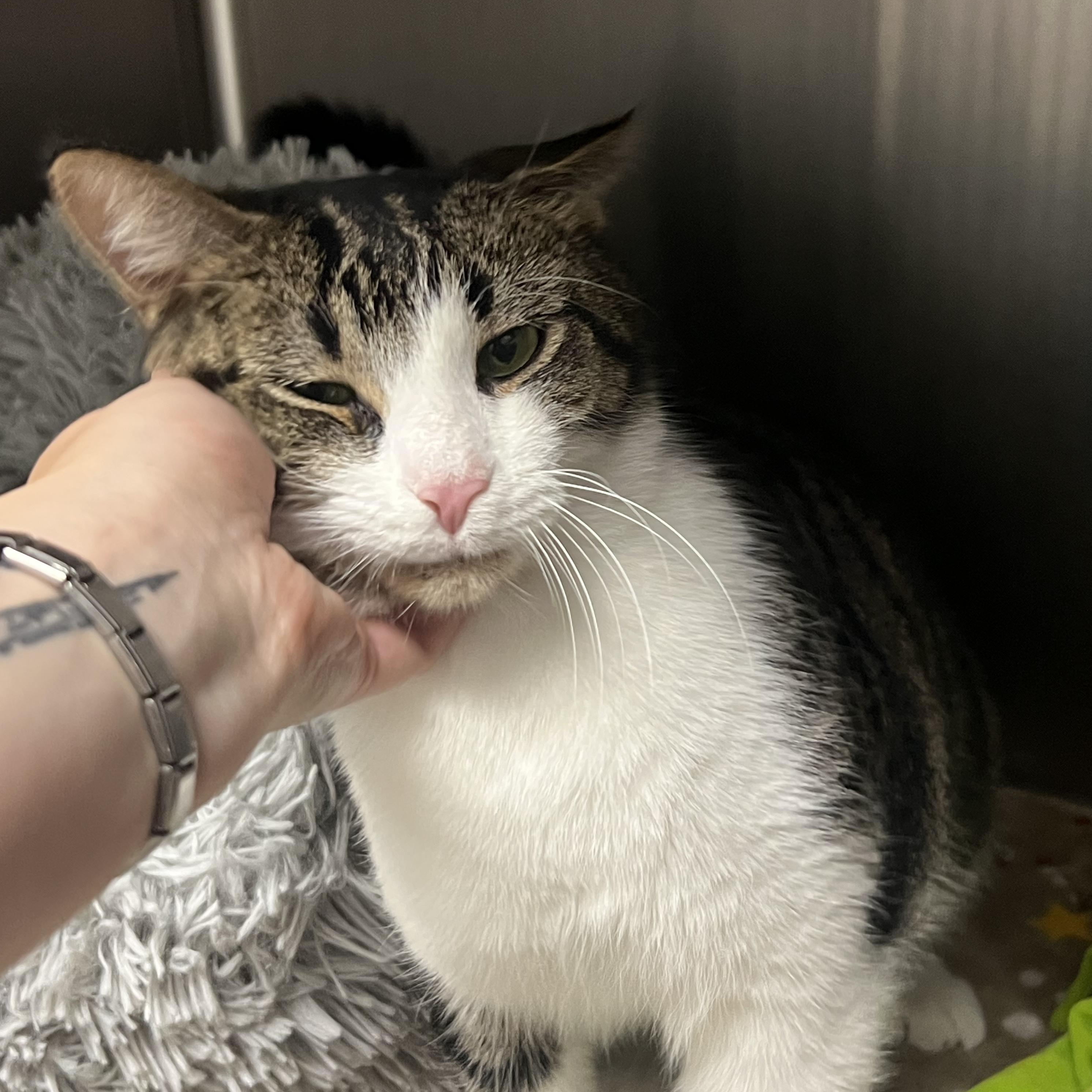 Charlie Brown, adopted, Adult Male Domestic Short Hair.