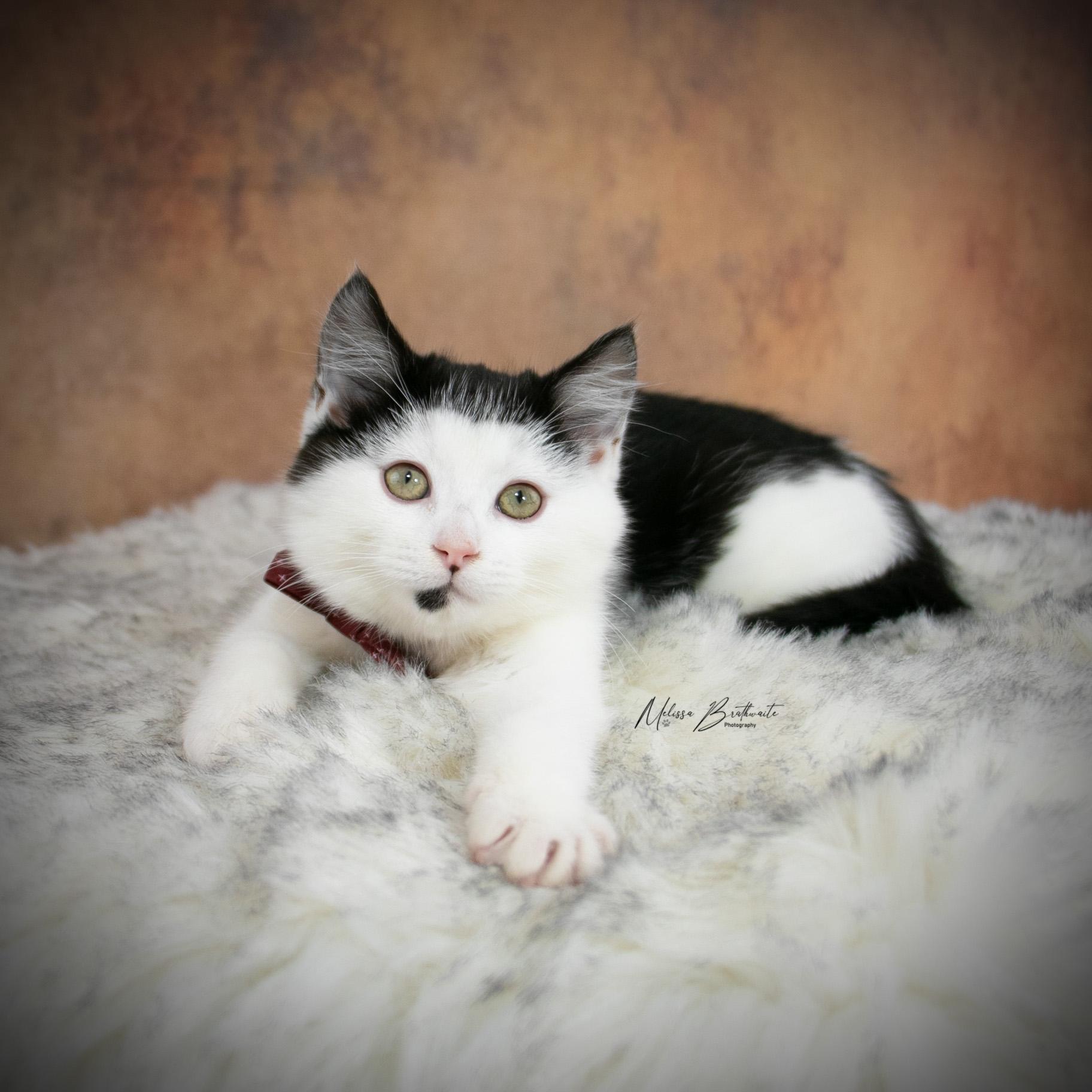 Enlarge Lloyd Christmas, a ADOPTABLE Domestic Short Hair in Calgary, AB image 4/6
