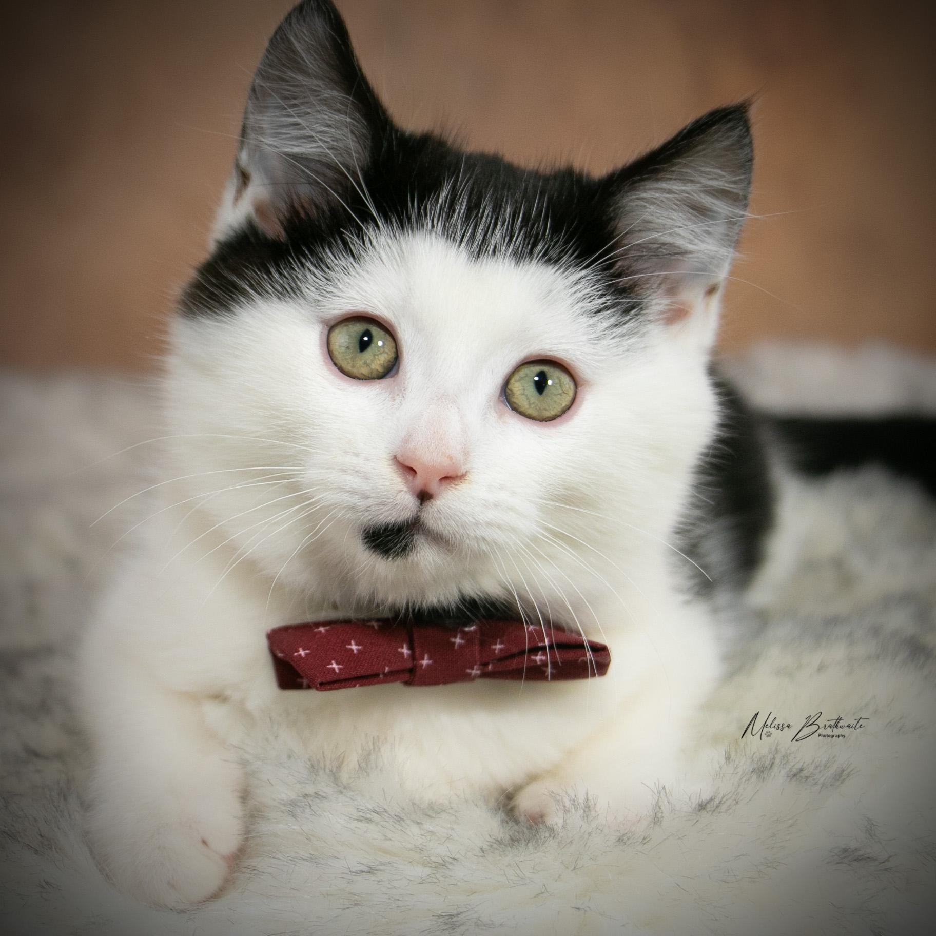 Enlarge Lloyd Christmas, a ADOPTABLE Domestic Short Hair in Calgary, AB image 3/6