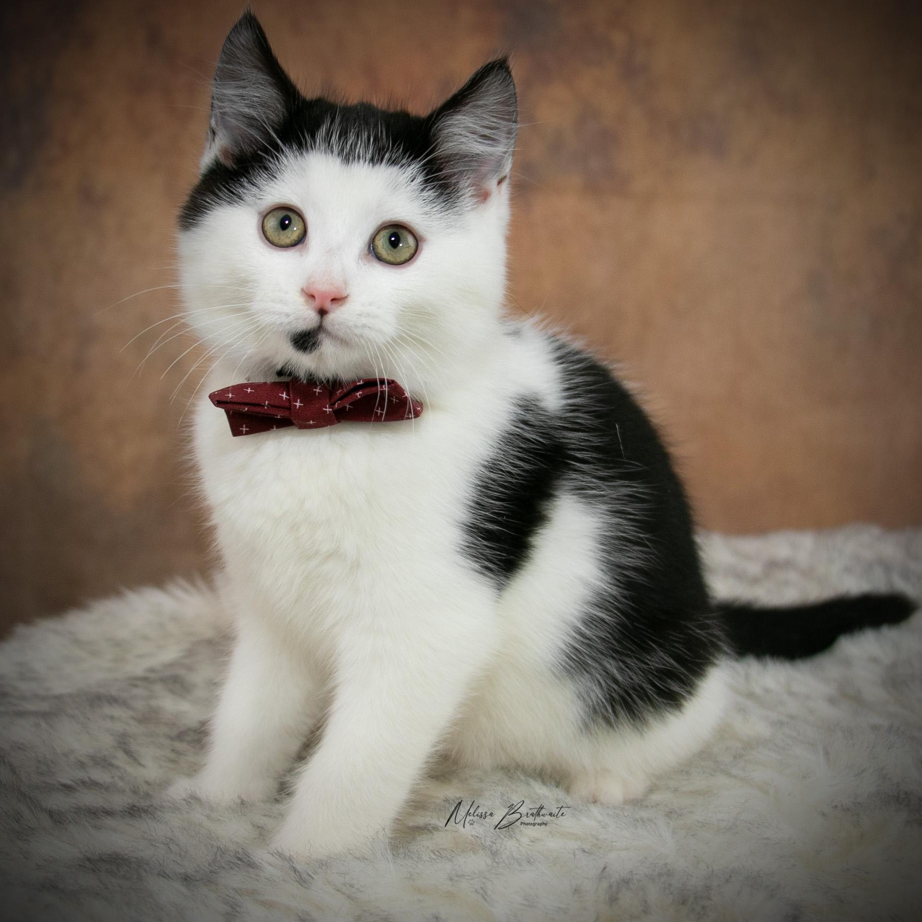 Enlarge Lloyd Christmas, a ADOPTABLE Domestic Short Hair in Calgary, AB image 2/6