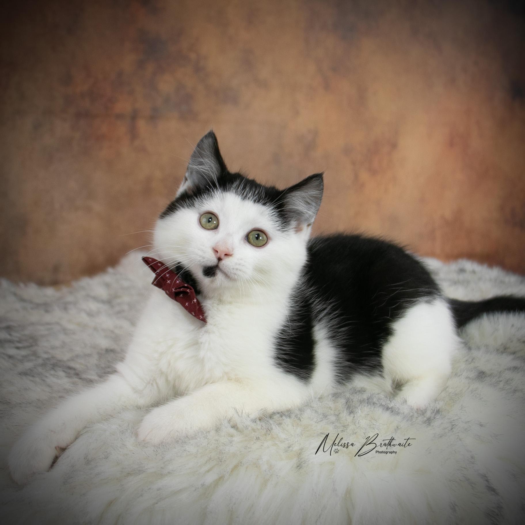 Enlarge Lloyd Christmas, a ADOPTABLE Domestic Short Hair in Calgary, AB image 6/6