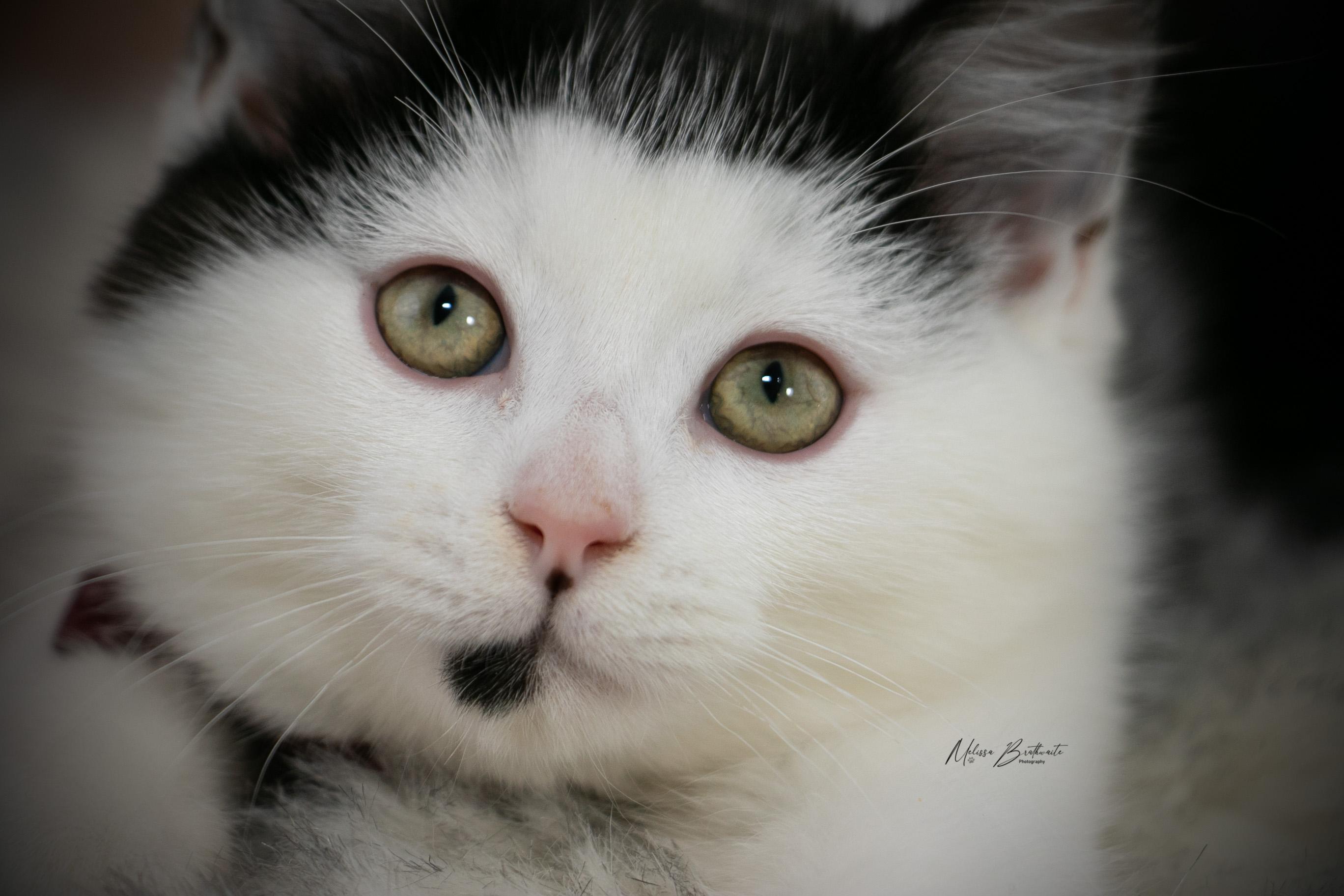 Lloyd Christmas, ADOPTABLE, Kitten Male Domestic Short Hair.