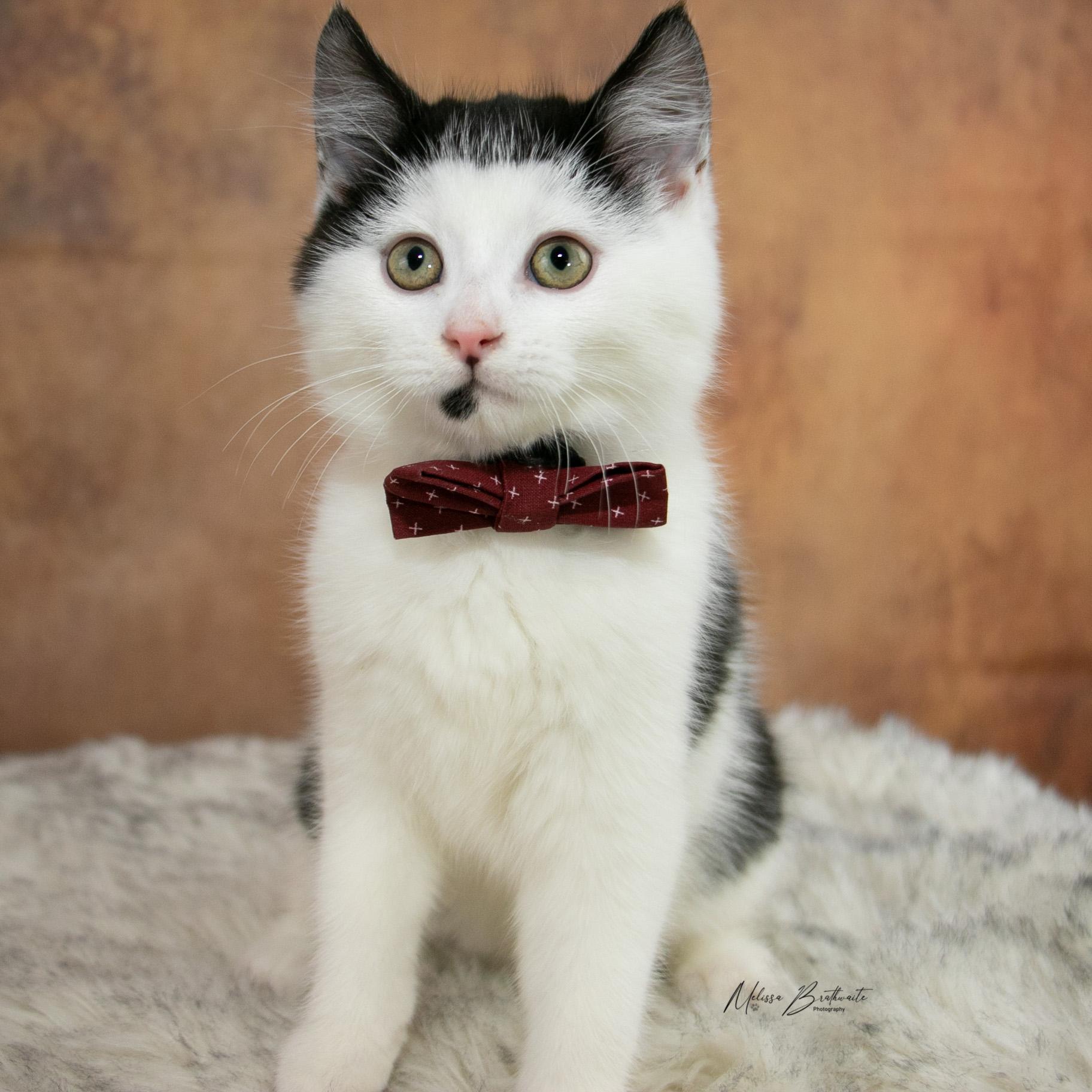 Enlarge Lloyd Christmas, a ADOPTABLE Domestic Short Hair in Calgary, AB image 5/6