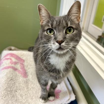 Microwave, Adoptable, Adult Female Domestic Short Hair & Domestic Short Hair.