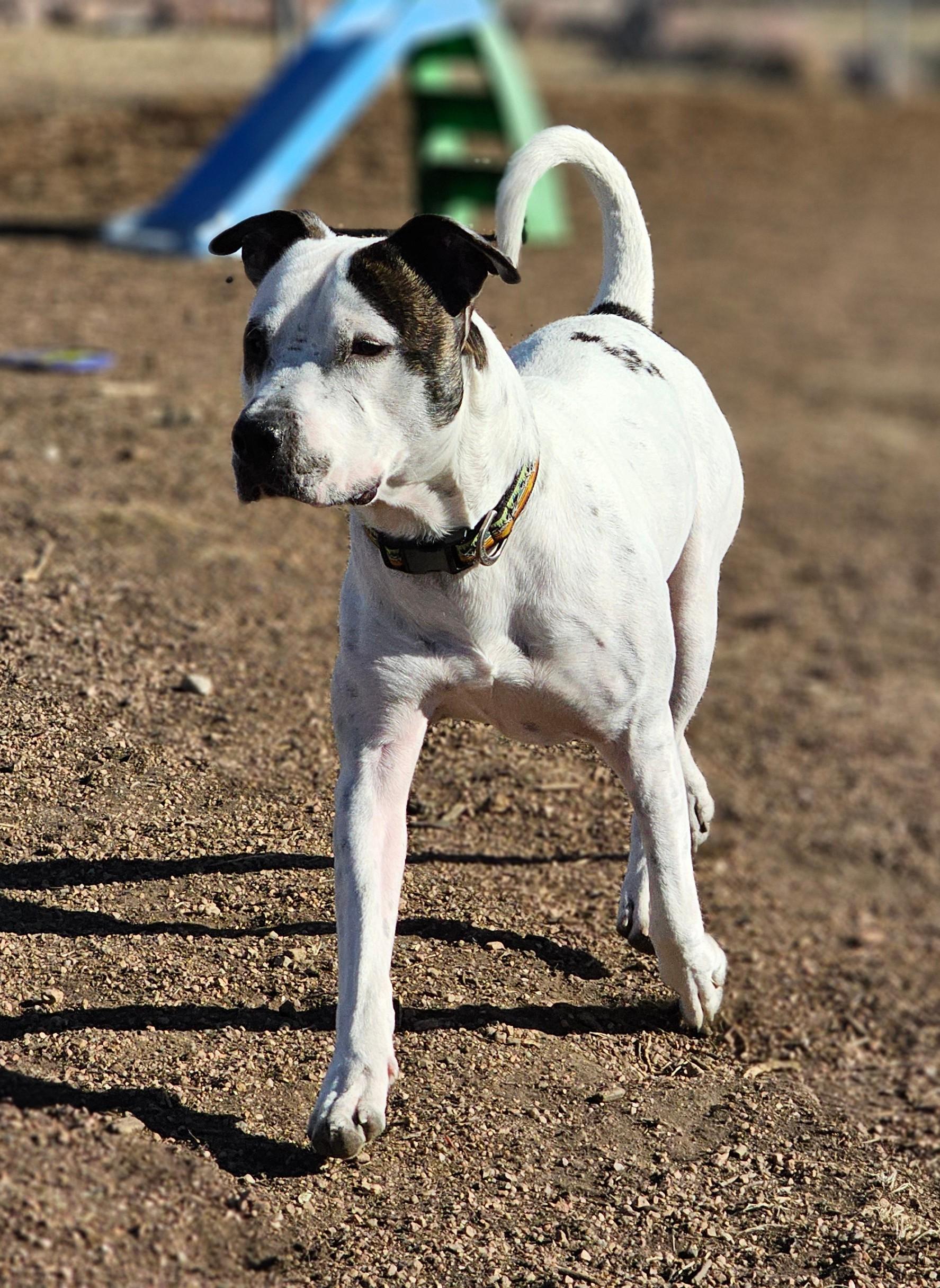 Bones, a Adoptable mixed breed in Evansville, IN image 4/5