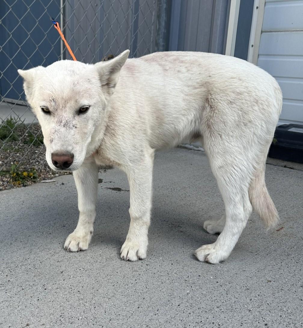 60778640, ADOPTABLE, Young Male Husky & Shepherd.
