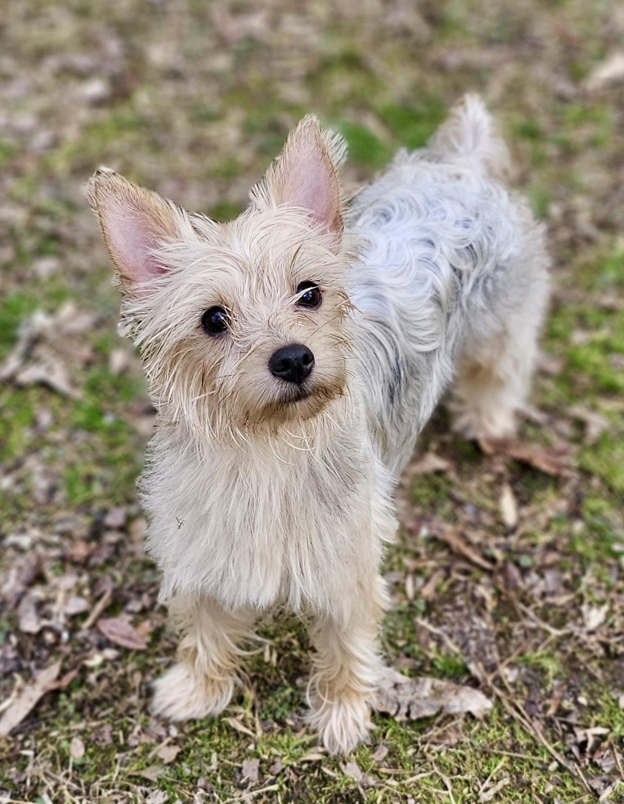 Erin, ADOPTABLE, Adult Female Yorkshire Terrier.