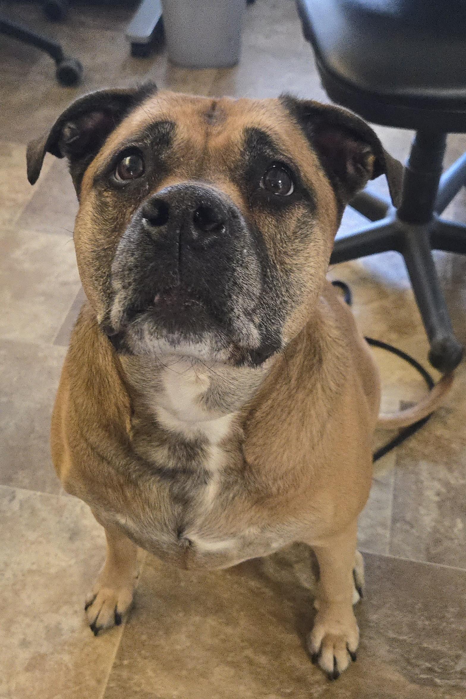 Zelda, an adoptable Bullmastiff in Newport, OR, 97365 | Photo Image 1