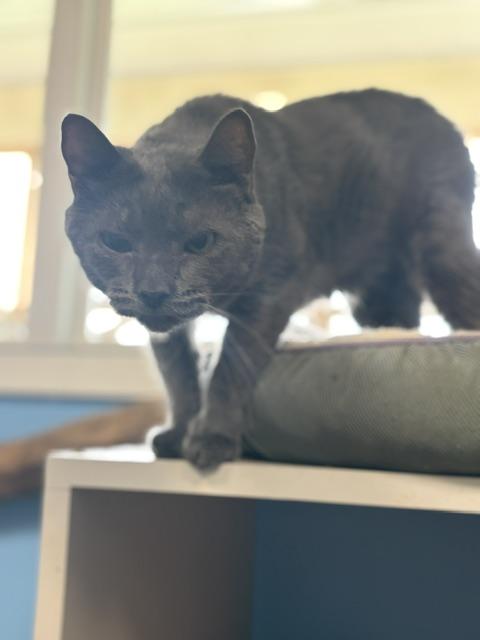 Ash, ADOPTABLE, Adult Male Domestic Short Hair.