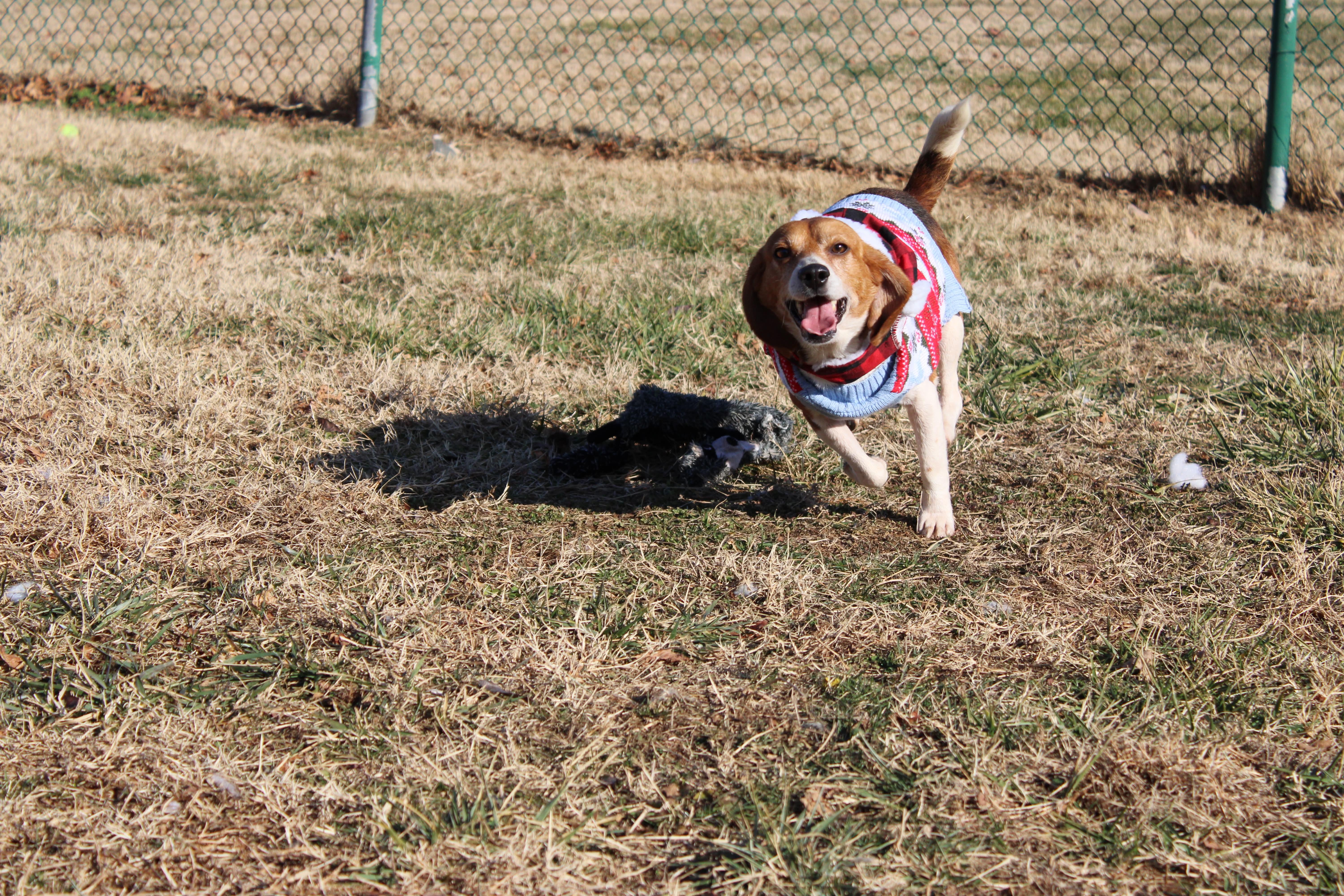 Enlarge Claus, a ADOPTABLE Beagle in Culpeper, VA image 2/2