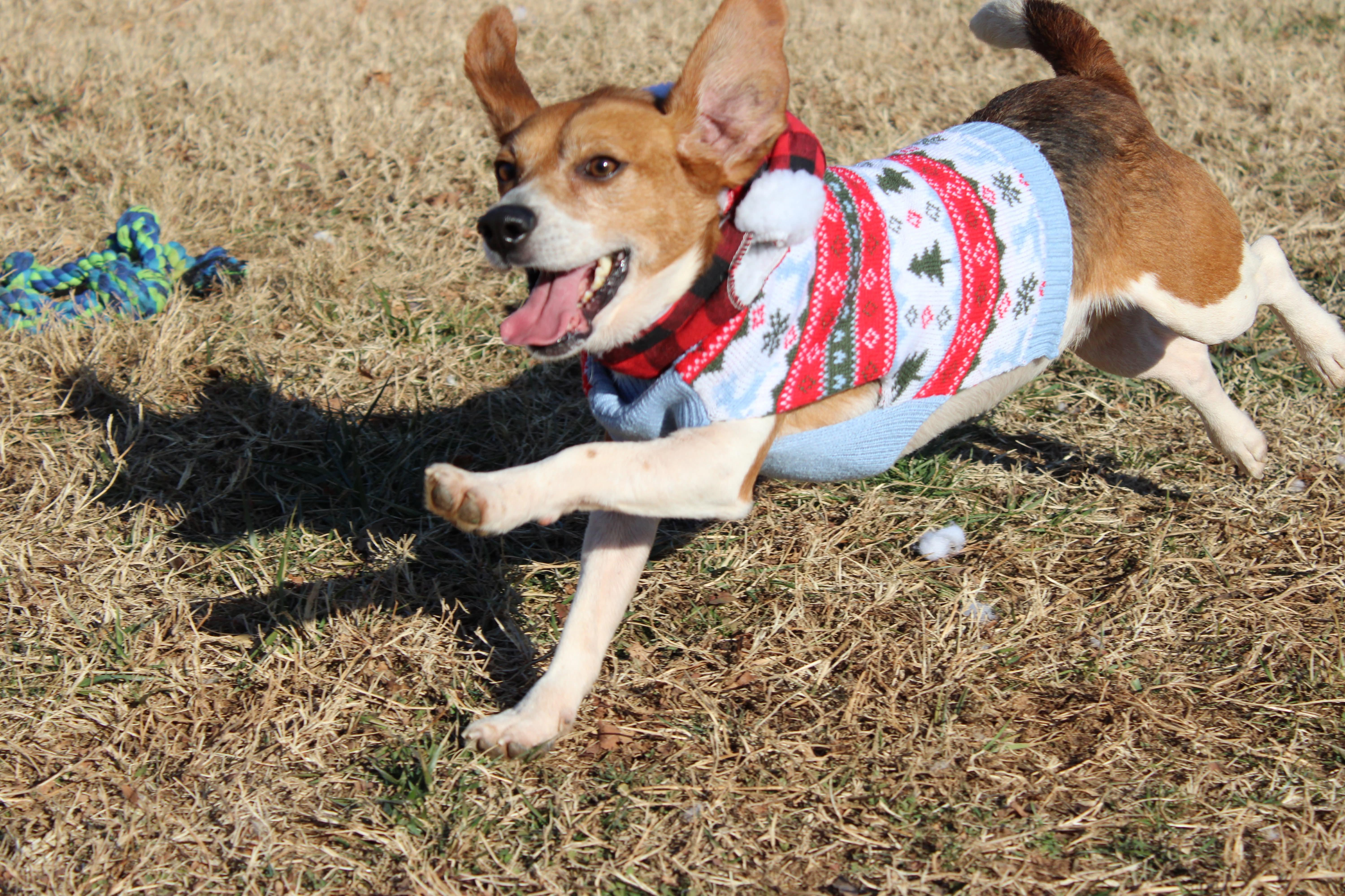 Claus, ADOPTABLE, Adult Male Beagle.