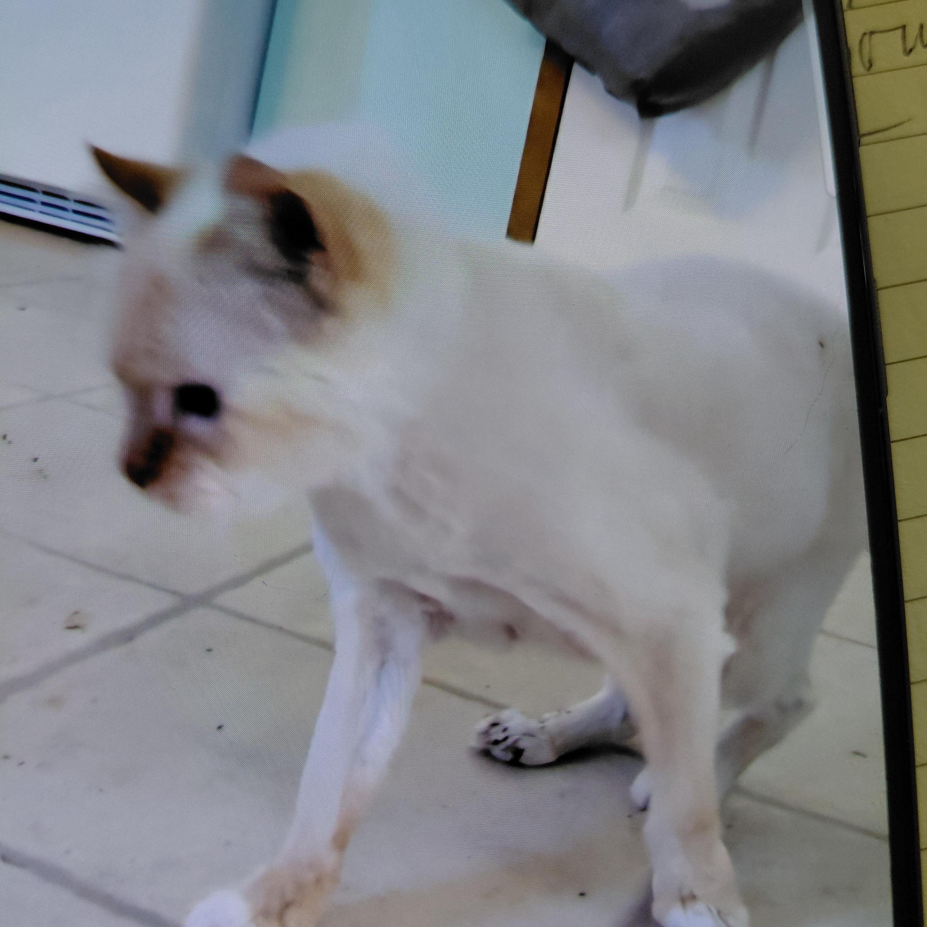 Enlarge Lucky (Courtesy Post), an adopted Domestic Short Hair in Talbott, TN image 1/2