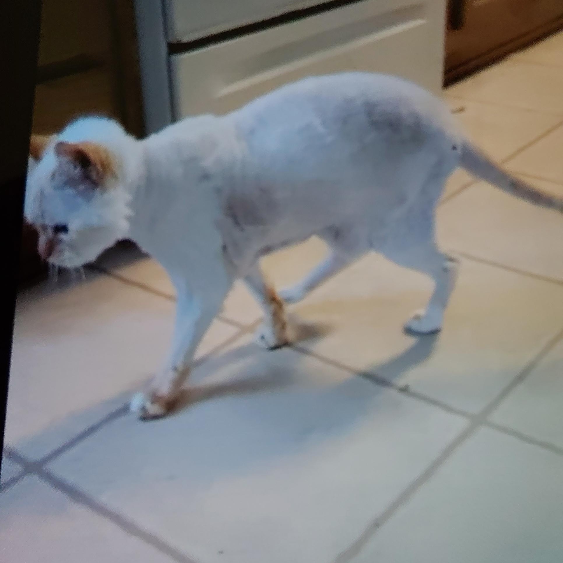 Enlarge Lucky (Courtesy Post), an adopted Domestic Short Hair in Talbott, TN image 2/2